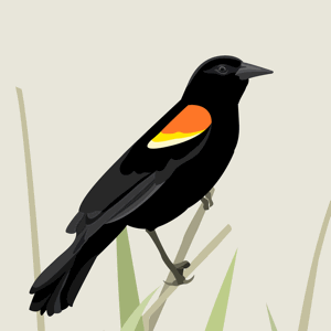 Red-winged Blackbird vector